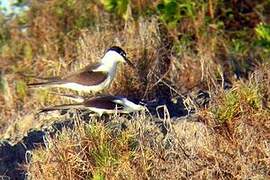 Bridled Tern