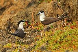 Bridled Tern