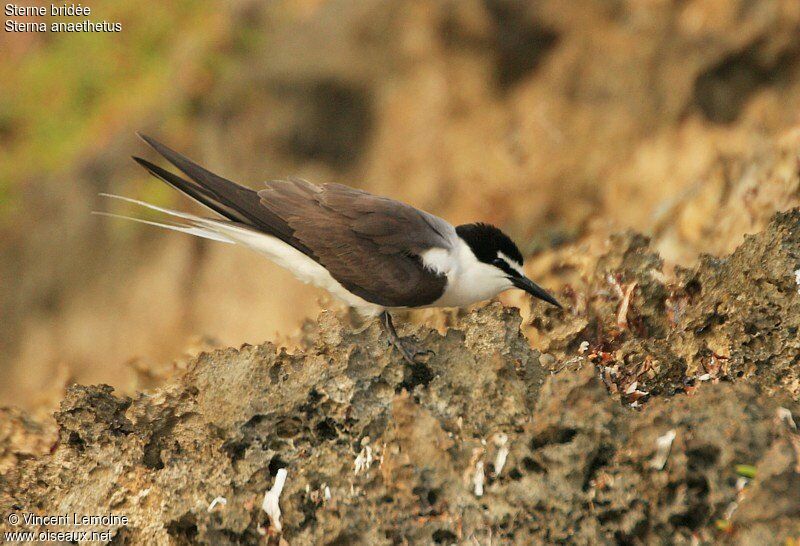 Bridled Ternadult breeding