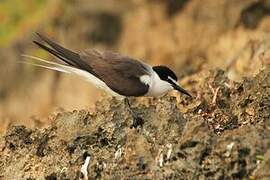 Bridled Tern