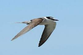 Bridled Tern