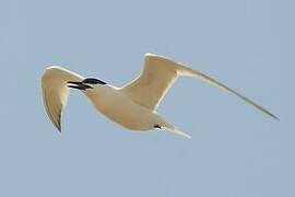 Sandwich Tern