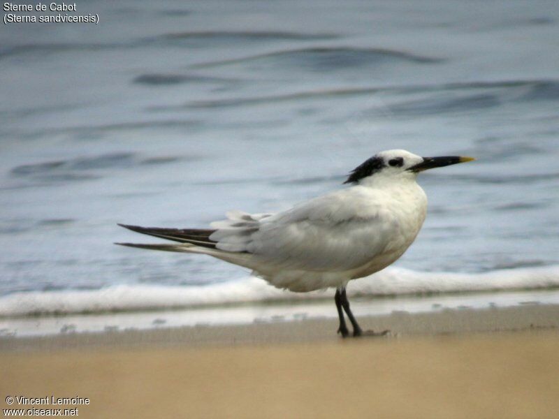 Cabot's Tern