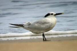 Cabot's Tern