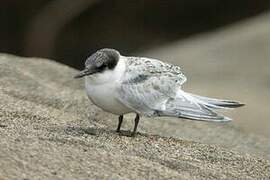 Roseate Tern