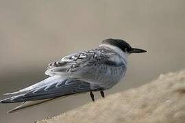 Roseate Tern