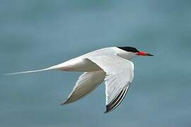 Roseate Tern