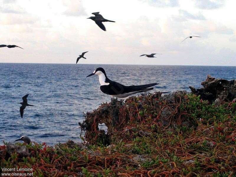 Sooty Ternadult breeding, habitat