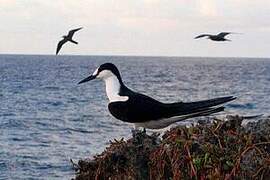 Sooty Tern