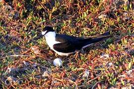 Sooty Tern