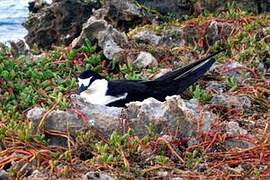 Sooty Tern