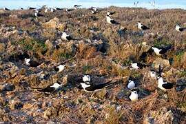 Sooty Tern