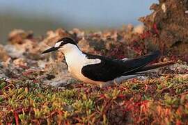 Sooty Tern