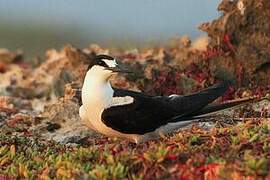 Sooty Tern