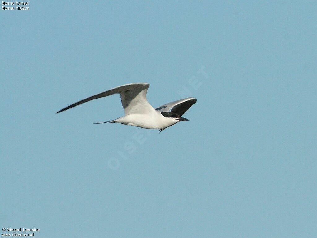 Gull-billed Ternadult breeding, Flight