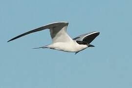 Gull-billed Tern