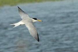 Little Tern