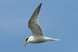 Common Tern