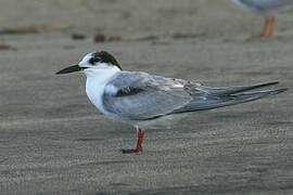 Common Tern