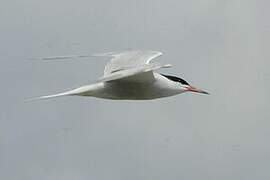 Common Tern