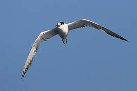 Common Tern