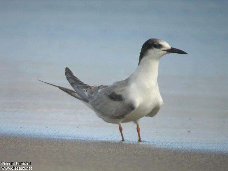 Common Ternsubadult, identification