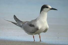 Common Tern