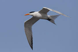 Royal Tern