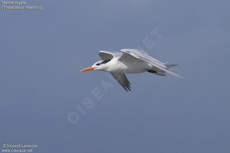 Royal Tern, Flight