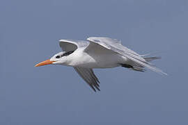 Royal Tern