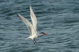 Royal Tern