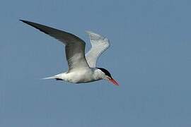 Royal Tern