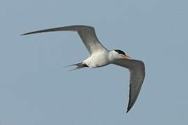 Royal Tern