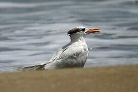 Royal Tern