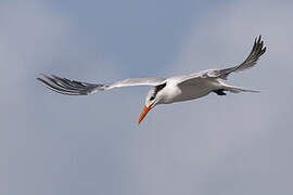 Royal Tern