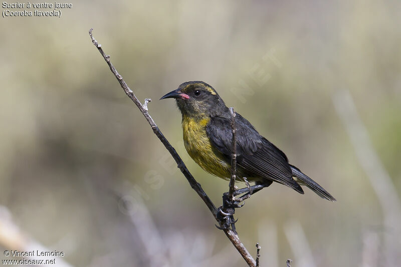 Bananaquitjuvenile