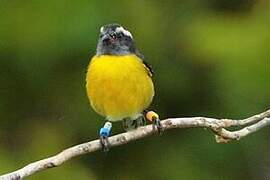 Bananaquit