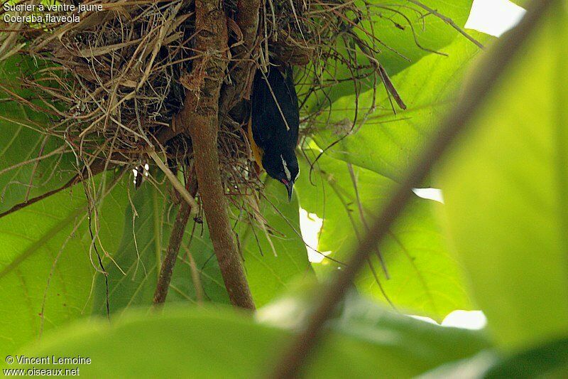 Bananaquitadult, Reproduction-nesting