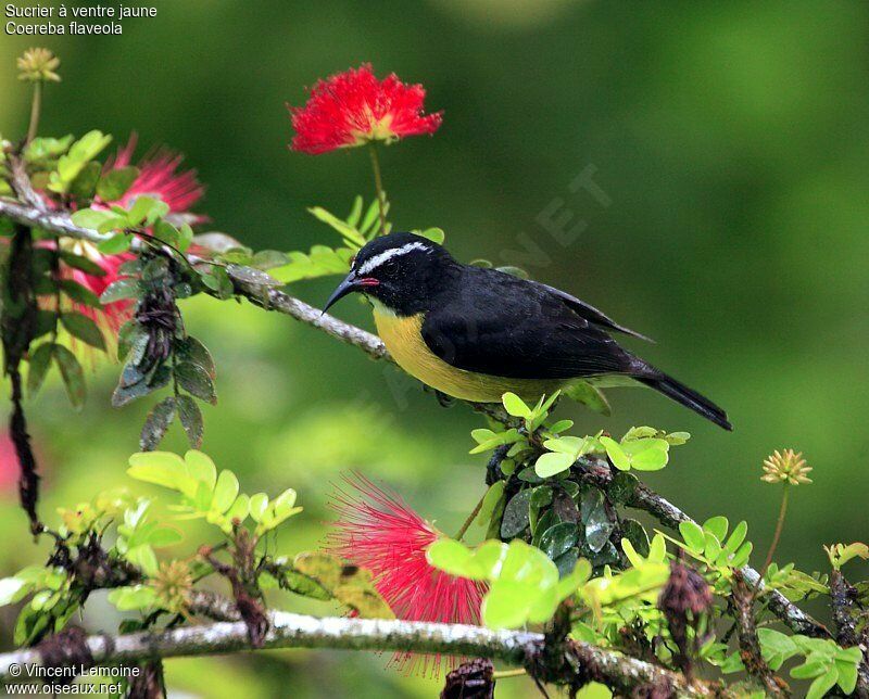 Bananaquitadult