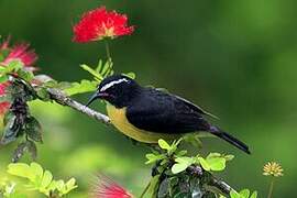 Bananaquit