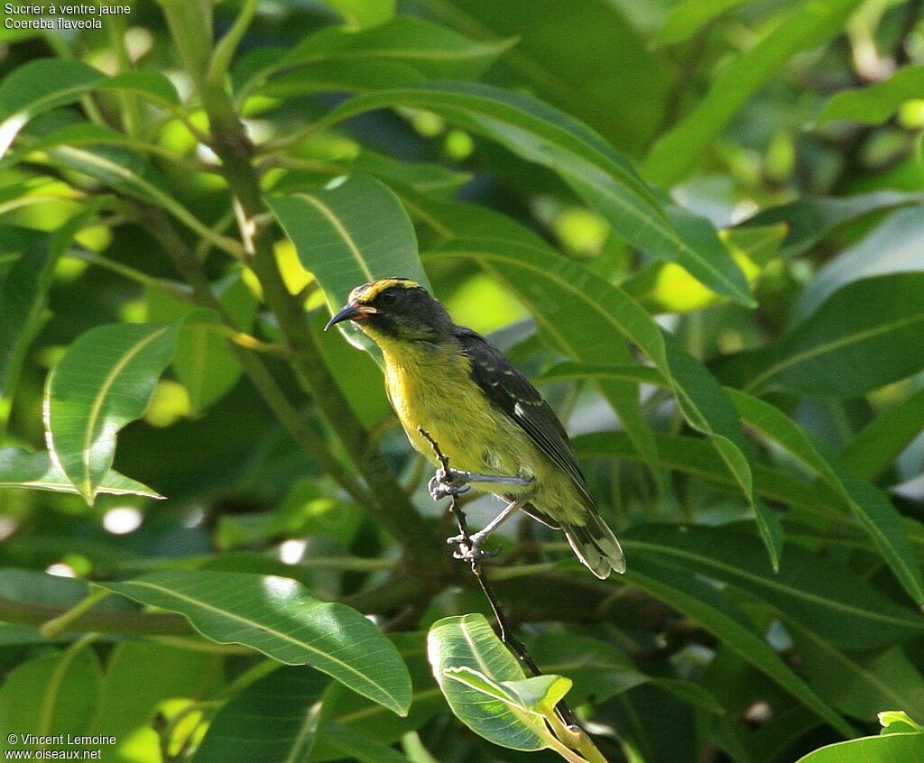 Bananaquitjuvenile