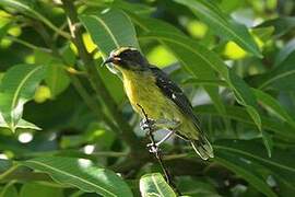 Bananaquit