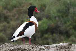 Common Shelduck