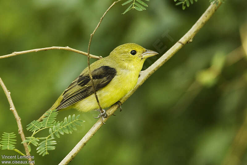 Scarlet Tanager male First year, identification