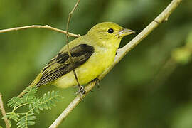 Scarlet Tanager