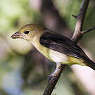 Tangara écarlate