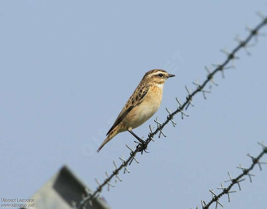 Whinchat female adult, identification