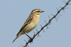 Whinchat