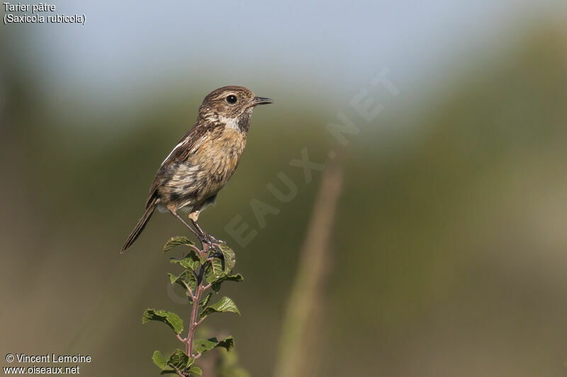 European Stonechat female adult