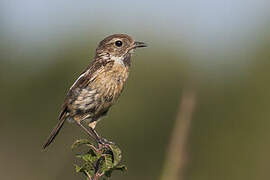 European Stonechat